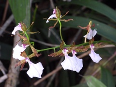 Rhynchostele bictoniensis