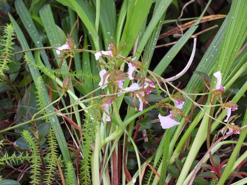 Rhynchostele bictoniensis, photograph 1