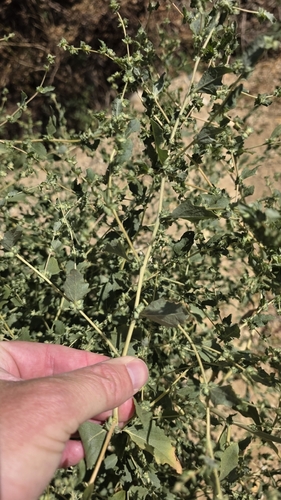 Atriplex rosea, photograph 3