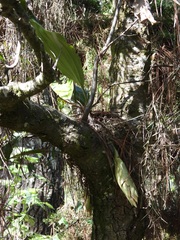 (c) Neptalí Ramírez Marcial, some rights reserved (CC BY) Stanhopea dodsoniana, photograph (c) Neptalí Ramírez Marcial, some rights reserved (CC BY)