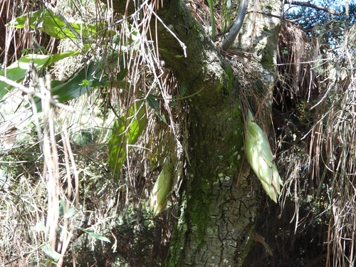 Stanhopea dodsoniana, photograph 3