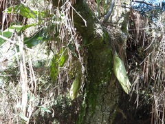 (c) Neptalí Ramírez Marcial, some rights reserved (CC BY) Stanhopea dodsoniana, photograph (c) Neptalí Ramírez Marcial, some rights reserved (CC BY)