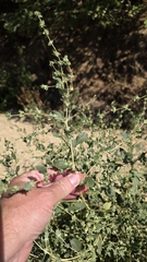 Atriplex rosea, photograph (c) Christoph Moning, some rights reserved (CC BY)