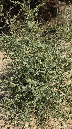 Atriplex rosea, photograph 5