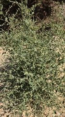Atriplex rosea, photograph (c) Christoph Moning, some rights reserved (CC BY)