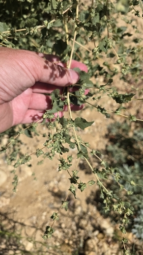 Atriplex rosea, photograph 6