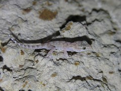 Tarentola annularis annularis