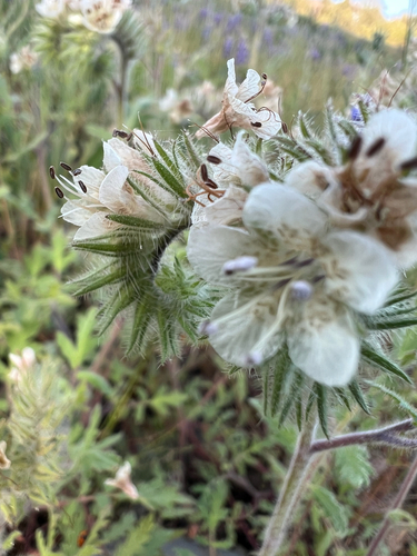 Phacelia cicutaria, photograph 6