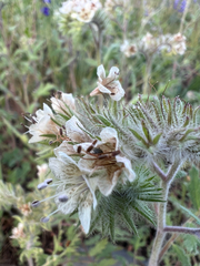 Phacelia cicutaria, photograph author not stated, no rights reserved