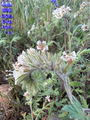 Phacelia cicutaria, photograph author not stated, no rights reserved
