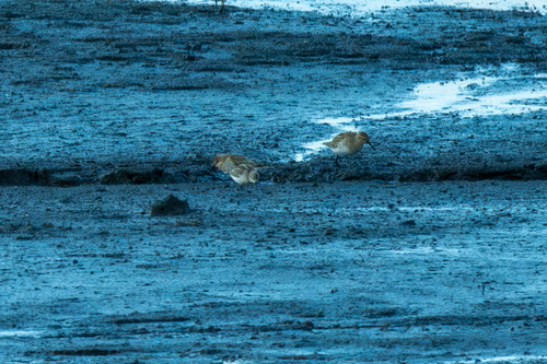 iNaturalist image