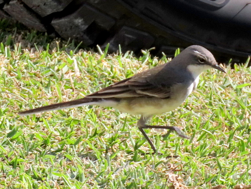 iNaturalist image