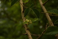 Vitex schliebenii