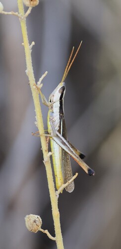 Two-striped Mermiria