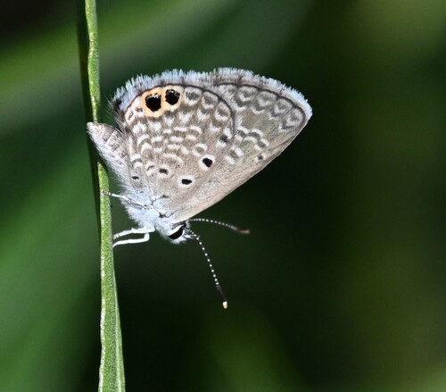 Ceraunus Blue photo 3