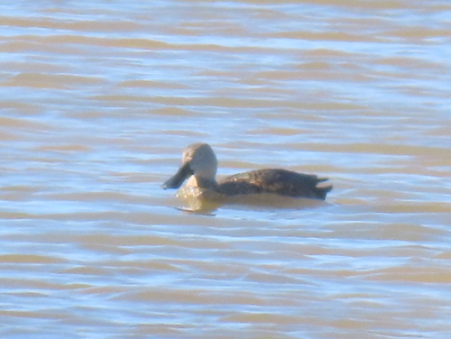 iNaturalist: (c) Gigi Laidler, some rights reserved (CC BY-NC), uploaded by Gigi Laidler iNaturalist image