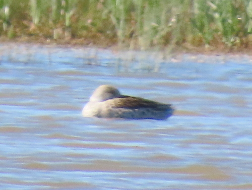 iNaturalist image