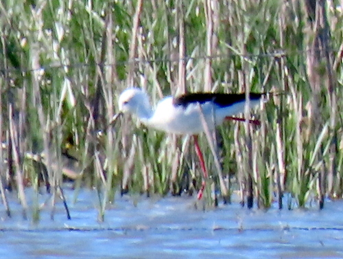iNaturalist image