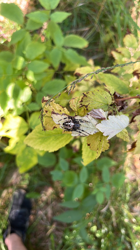 Cross Orbweaver