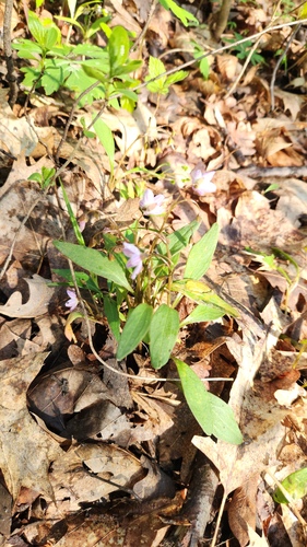 Claytonia caroliniana, photograph 4