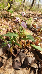 (c) Patrick Jackson, some rights reserved (CC BY) Claytonia caroliniana, photograph (c) Patrick Jackson, some rights reserved (CC BY)