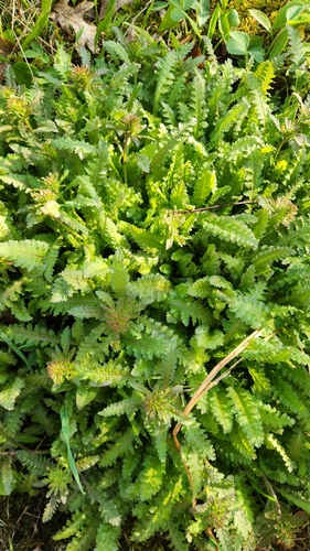 Pedicularis canadensis, photograph 6