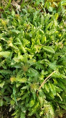 Pedicularis canadensis, photograph (c) Patrick Jackson, some rights reserved (CC BY)