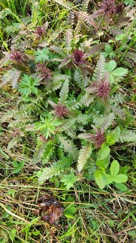 Pedicularis canadensis, photograph 5