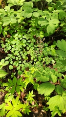 Thalictrum dioicum, photograph (c) Patrick Jackson, some rights reserved (CC BY)