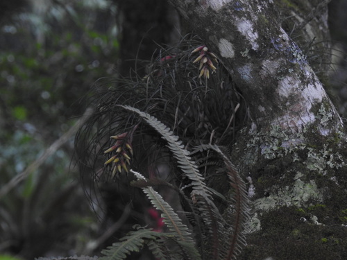 Vriesea poenulata