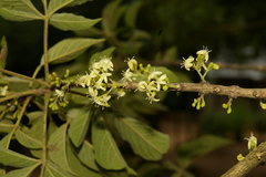 Vitex schliebenii