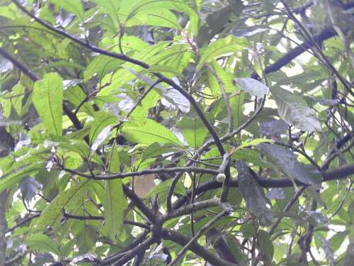 Ecclinusa ramiflora