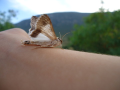 Melipotini