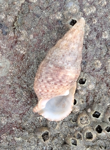 Cerithium adustum observed 2026-09-09