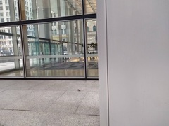 Zonotrichia albicollis