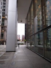 Zonotrichia albicollis