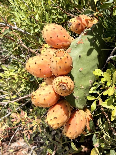 Indian fig opuntia