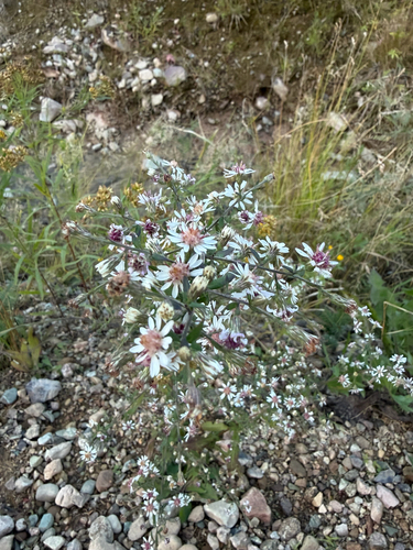 calico aster