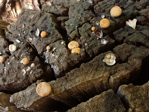 common bird's nest fungus