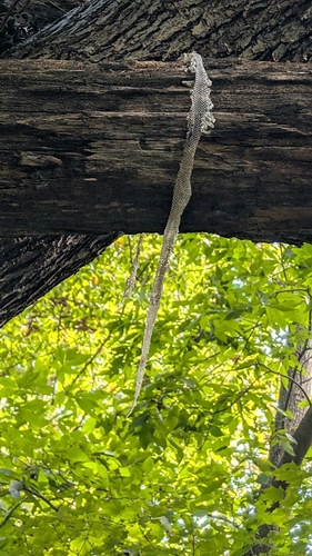 Central Ratsnake