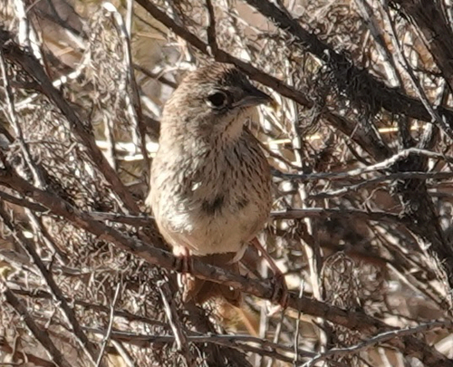 Rufous-crowned Sparrow