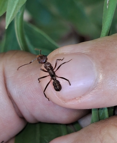 Ectatomma tuberculatum
