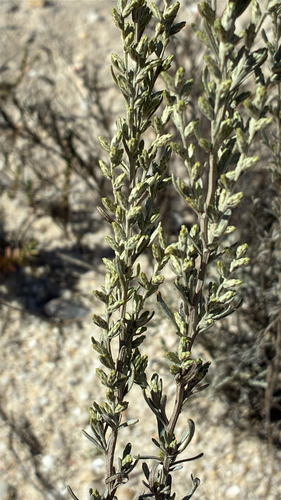 Bluish-leaved Wormwood