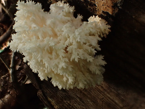 Coral tooth fungus