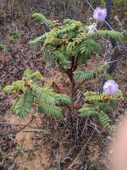 Mimosa claussenii