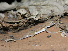 Stenodactylus petrii