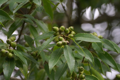 Quercus myrsinifolia, photograph 1