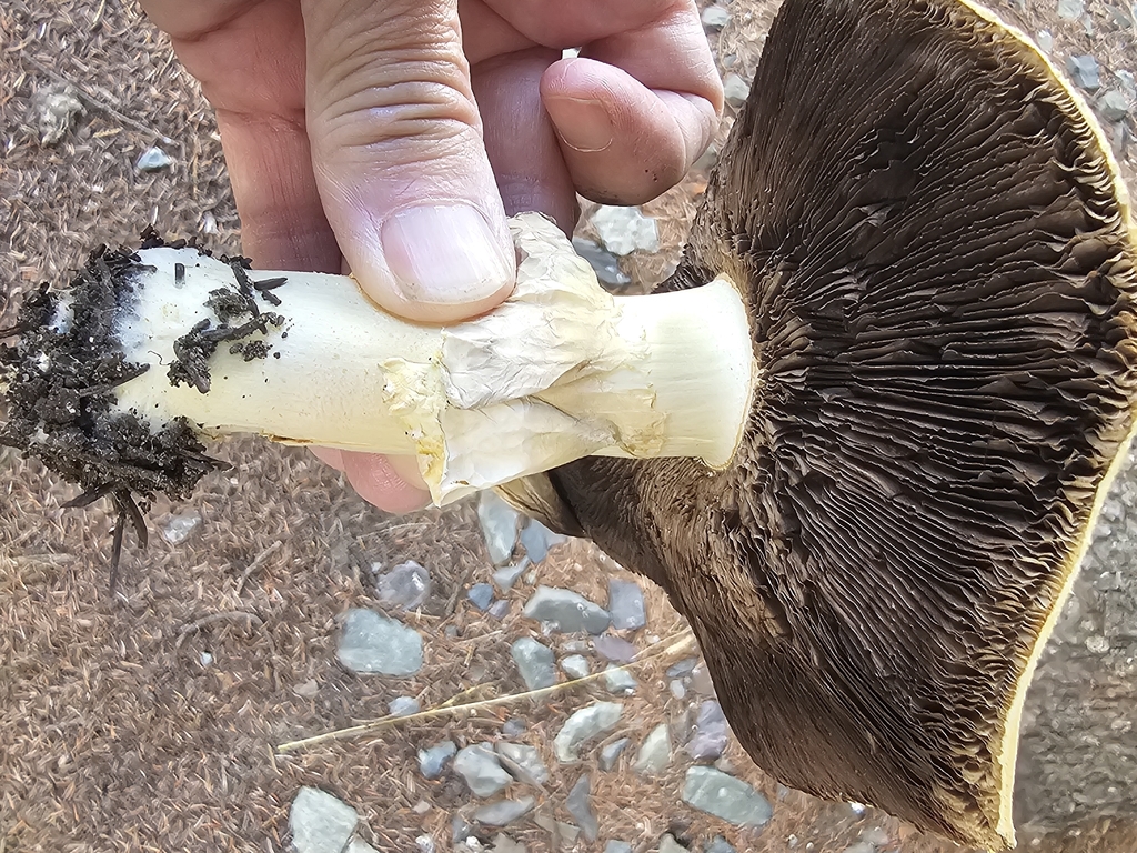 Horse Mushroom · September 2026 · photo: Photo: (c) Norma Malinowski, some rights reserved (CC BY) · iNaturalist