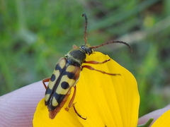 Typocerus sinuatus