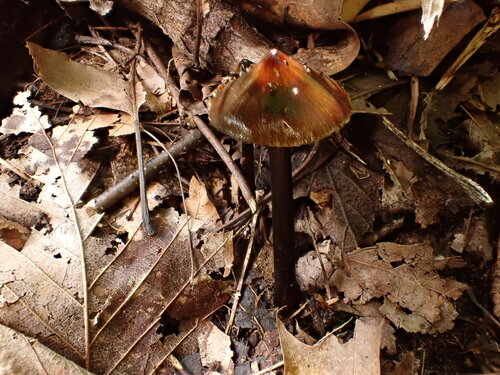 Witch's Hat
